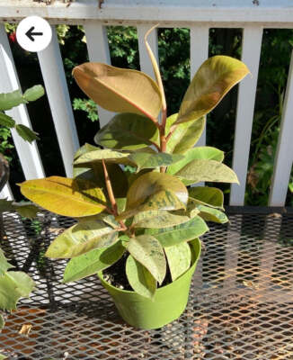 6'' Pot - Ficus Moonshine Shivereana Live Big Plant - Get similar to the picture
