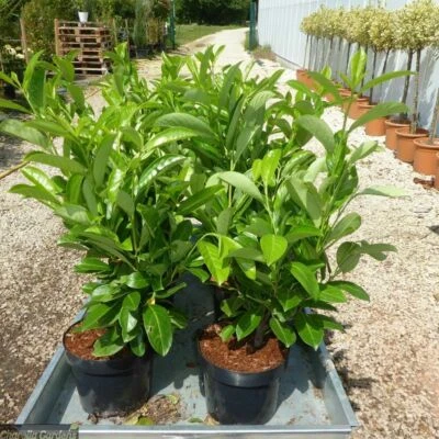 Lauroceraso "Prunus laurocerasus" 12 piante da siepe vaso da 2 litri h 60/100 cm