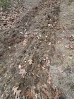 farm disc harrow 6 Feet! — photo 5