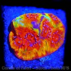 Corals of Eden ~ WYSIWYG Live Coral Frag ~ AppleJacks Favia Coral ~ LPS SPS — photo 6