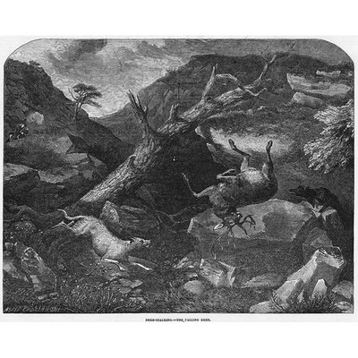 Hirschpirscht Der fallende Hirsch mit Hunden, die darauf warten, sich zu stürzen - Antikdruck 1849