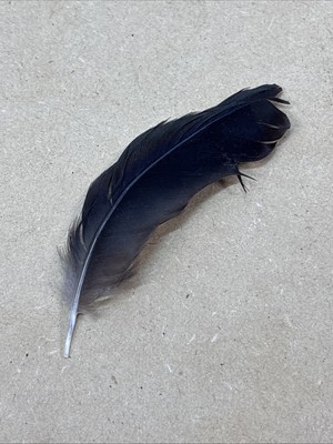 Very Small Brown Brid Feather Wisconsin USA Found on Lake Michigan's Shoreline