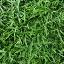 Empire Zoysia grass fresh seeds- 1/8 lb