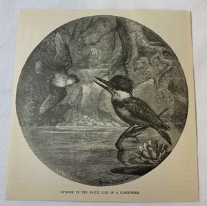 1889 magazine engraving ~ EPISODE IN THE DAILY LIFE OF A KINGFISHER