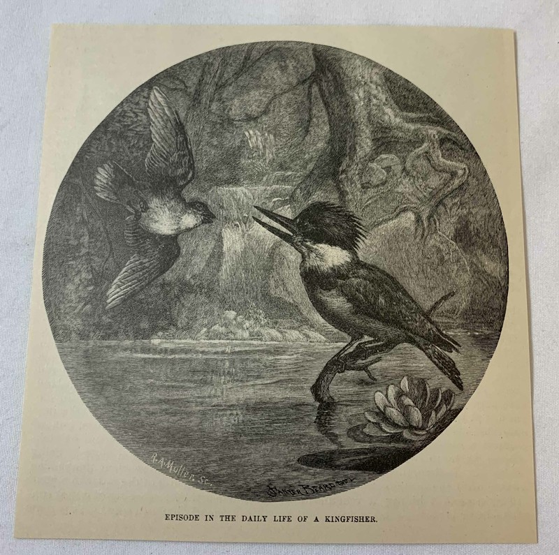 1889 magazine engraving ~ EPISODE IN THE DAILY LIFE OF A KINGFISHER