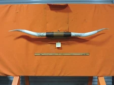 MOUNTED STEER BULL  HORNS 5' 4" tip to tip #401 BULL HORN LONGHORN