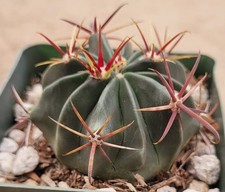 Ferocactus Latispinus Devils Tongue Barrel 2 Wide - Bare Root