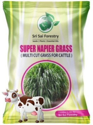 Super Napier Grass Seebs 7000 Seebs Pack High Yield Multicut Grass Seebs