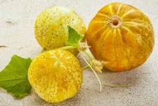 Lemon Cucumber -30 Seeds -Heirloom NON-GMO Rare Crispy Sweet