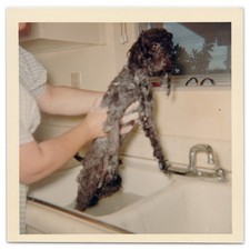 Photograph of Poodle Being Bathed in Kitchen Sink - 1970s Wet Pet Dog Grooming