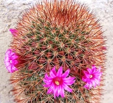 Mammillaria Spinosissima Rubrispina, cactus succulent plant cacti seed -20 SEEDS