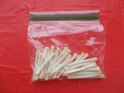 30  Cleaned  Large Coyote Toe Bones From Large Montana Coyotes Peroxided White