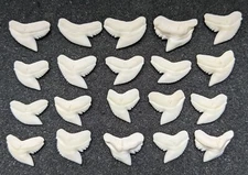 Wholesale Group - 20 Perfect 3/4" Modern Tiger Shark Teeth