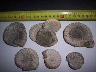 Pleuroeraten Lot Clay Pit Kalchreuth Early 90s