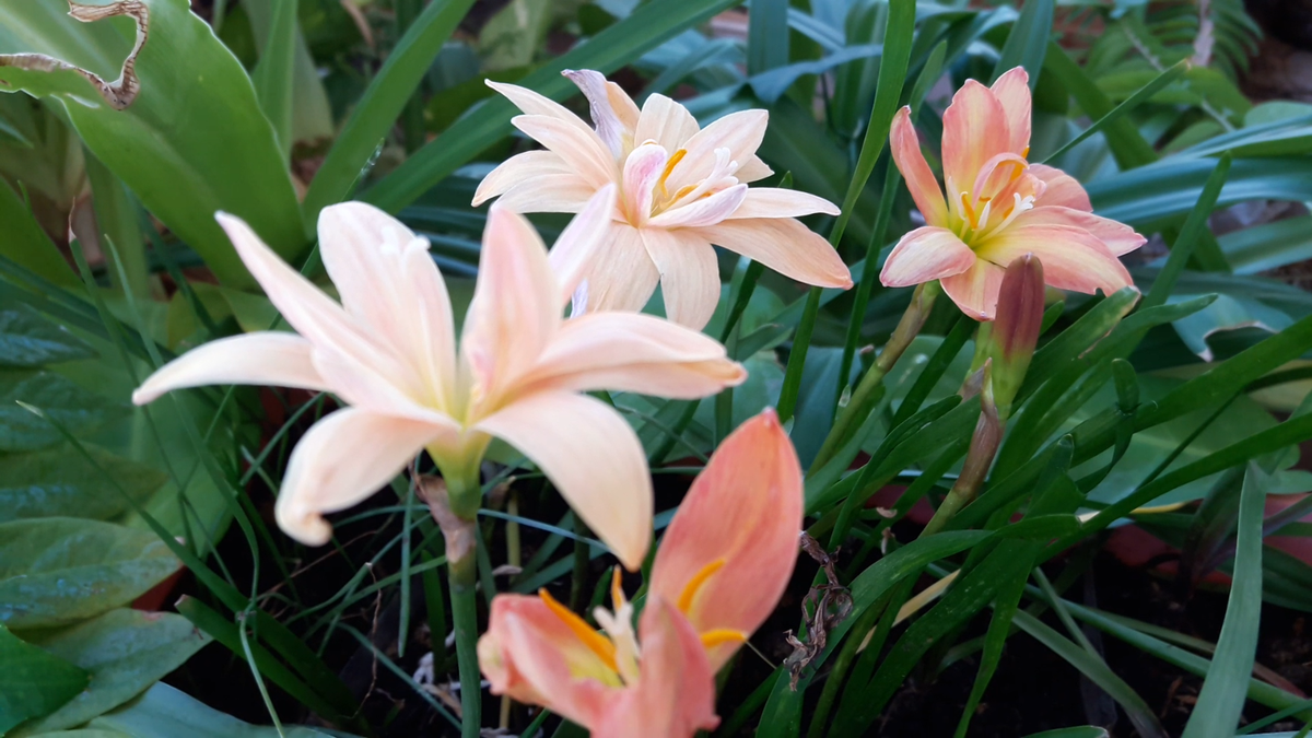 1 Bulb Double-Flowered Rain Lily🍑Zephyranthes Apricot King