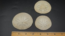 Three 3 Vintage Natural Real Sand Dollar Set 1.5" - 3"