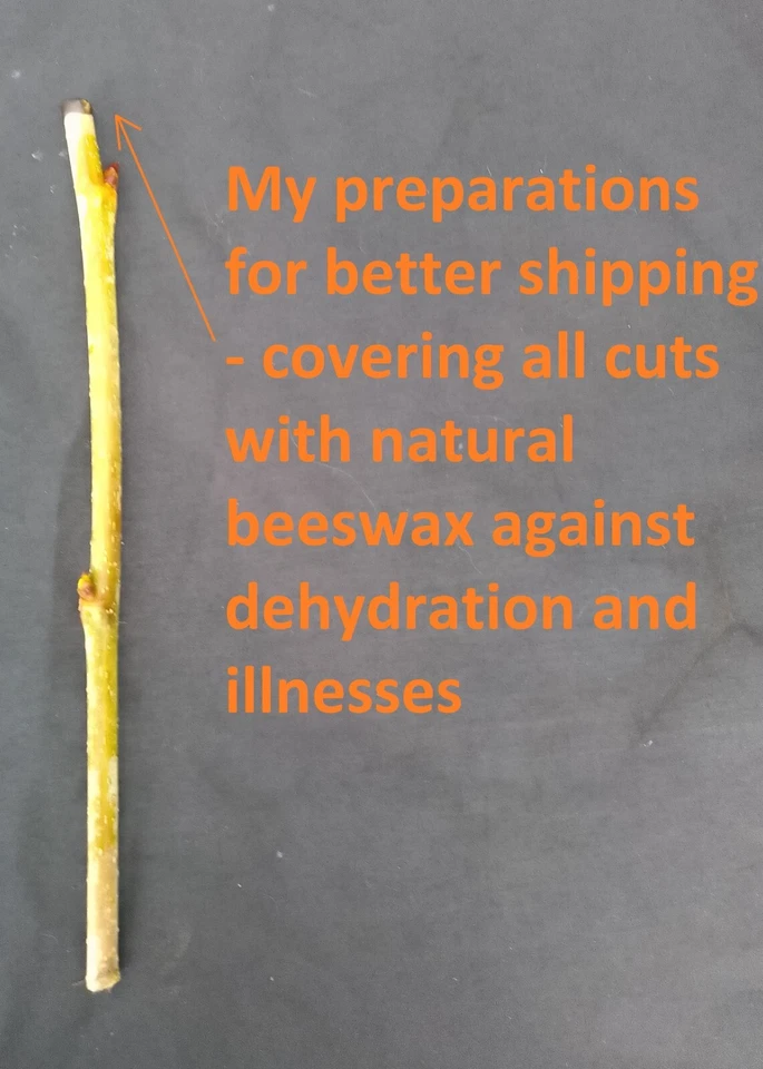 Black nut tree Walnut Black Juglans nigra cutting for rooting and propagation - Image 3 of 4