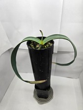 Welwitschia mirabilis - 1 year old seedling