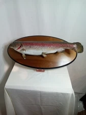 VTG 22" Rainbow Trout Taxidermy Mount Fish Real Skin Mount