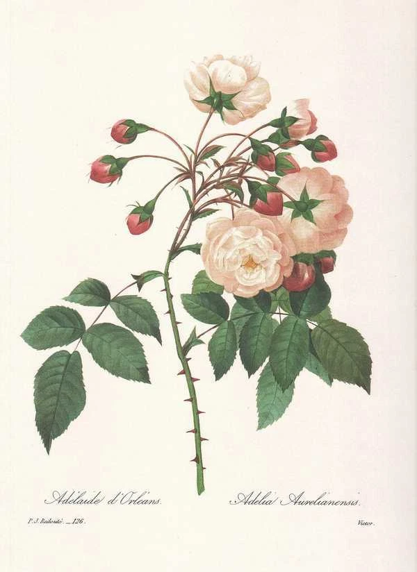 Rose - Rosa Adelia Aurelianensis FAKSIMILE Pierre Joseph Redoute 1833 - Bild 1 von 1