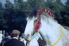 35mm Slide 1981 Prize Winning Horse At Yorkshire Show