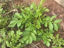 Sale Today SKAGIT VALLEY GOLD TRUE POTATO SEEDS (TPS) 