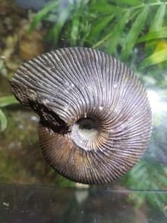 Fossilien Ammonit Ammoniten Museumsqualität Bethel Schalenerhaltung 10cm