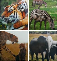 Two Pocket Folders Wild Animals Case Pack 50-1988875 on sale Two Pocket Folders Wild Animals Case Pack 50-1988875 on sale