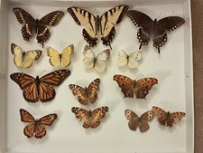 Butterfly Collection Display Monarch Viceroy  swallow tail