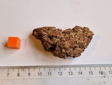 Turtle Coprolite - Madagascar - Fosslised Poo - Eocene