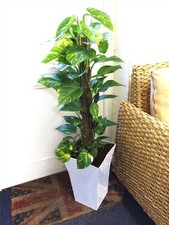 90cm Epipremnum Aureum Devils Ivy Golden Pothos Indoor Plant Decor Milano Pot