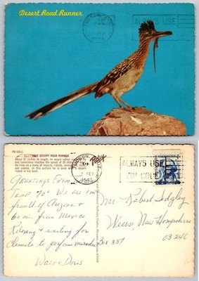 1974 Tucson AZ Desert Road Runner Postcard with Lizard Prey Petley Studios