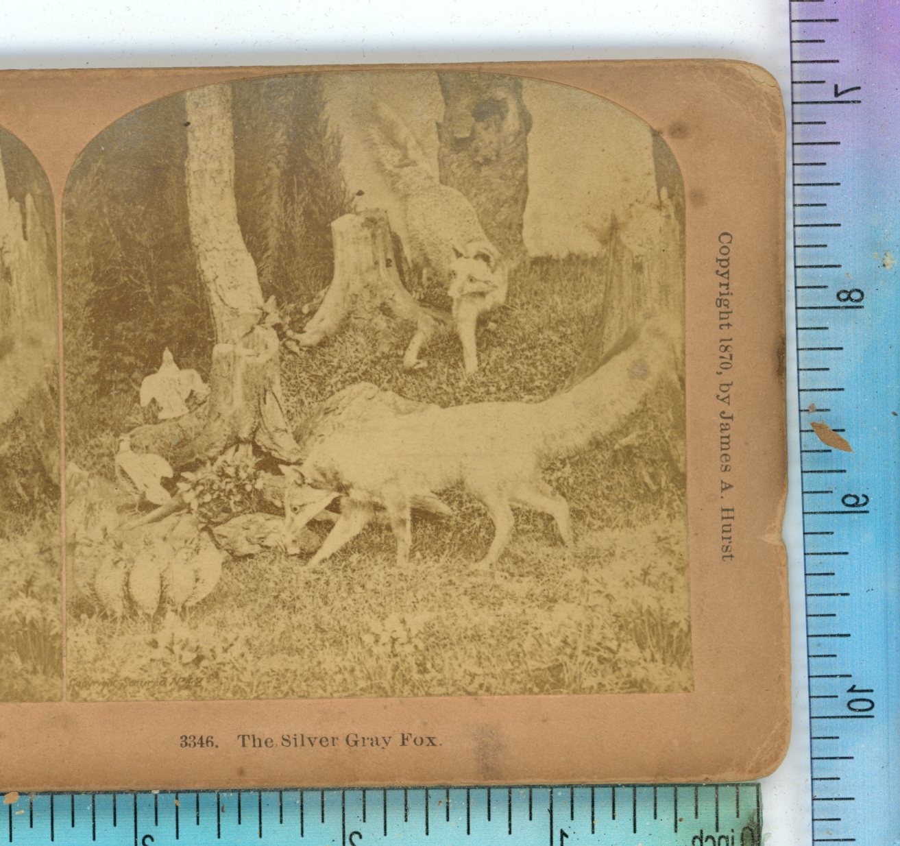Animals The Silver Gray Fox Kilburn Stereoview