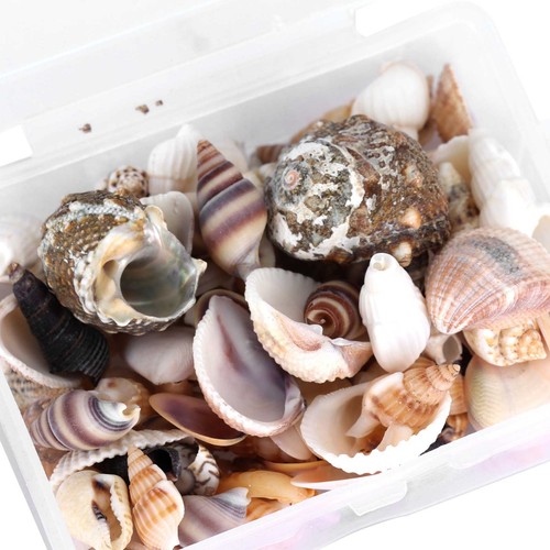Joyería Artesanal Concha Caracol de Mar Conjunto Caracola Natural Concha Boda Hogar De AP9 - Imagen 3 de 22