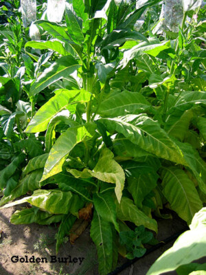 tobacco burley 1000 Golden Burley Tobacco Seeds ~ Heirloom Nicotiana Tabacum ~ Flavorful