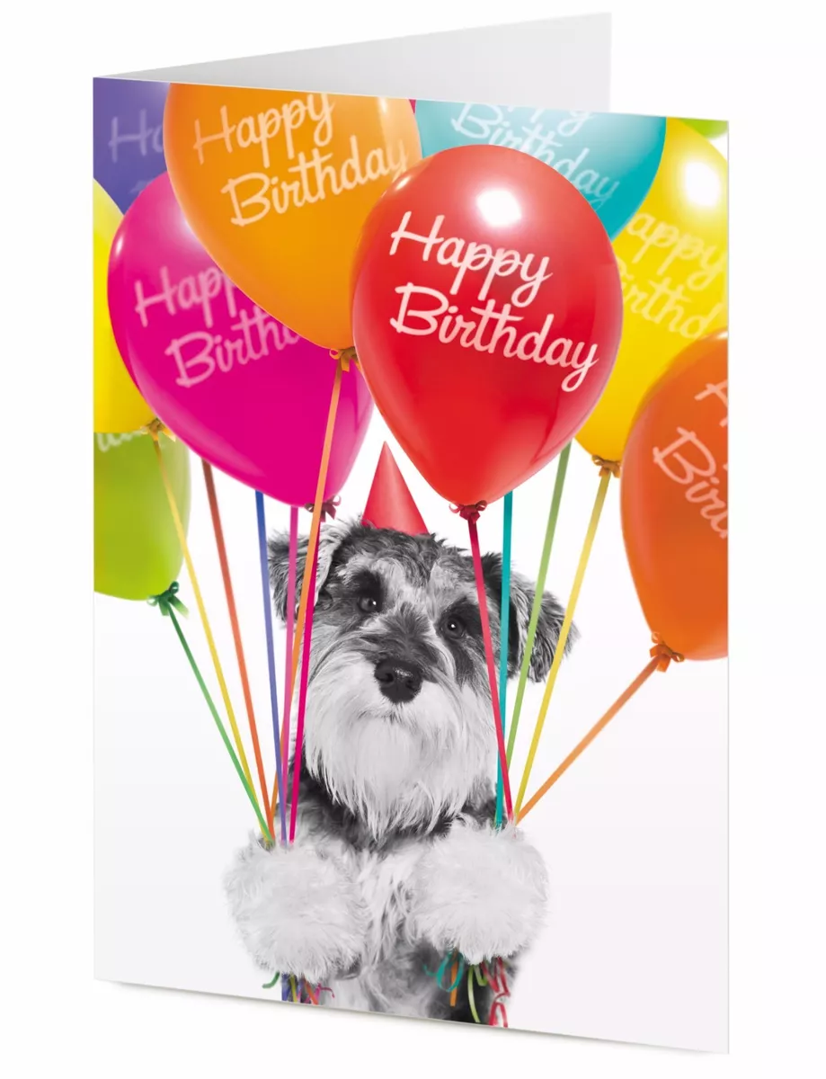 Happy schnauzer 2025