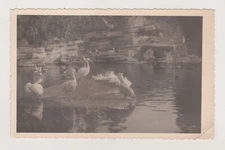 Stunning Snapshot of a Flock of Pelicans on the Lake Vintage Antique Photo