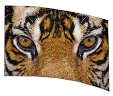 COLOR GUARD FLAGS WILD GAZE SILKS - NEW - 36" x 54" Standard Curved