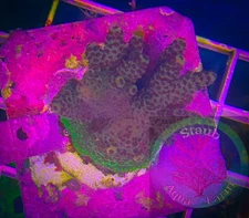 SAF~Acropora Coral Frag“WYSIWYG”, SPS, Live Coral Colony, Acro