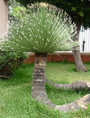 Dasylirion acrotrichum 50-70cm | Green sotol | Desert spoon - Green sotol | Dese