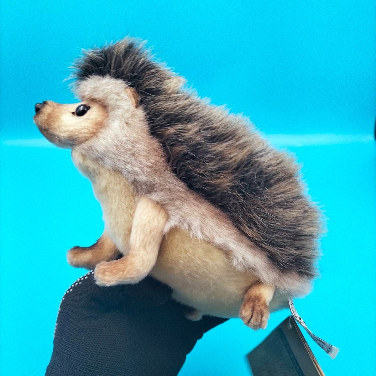 Portraits of Nature Hansa African Pygmy Hedgehog Animals