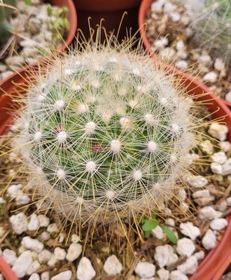 Mammillopsis / Mammillaria Senilis Snowball Cactus 6" Pot Size - Bare Root  | eBay