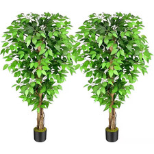 5 Ft. Artificial Ficus Tree in Pot with Natural Curved Trunks, Set of 2