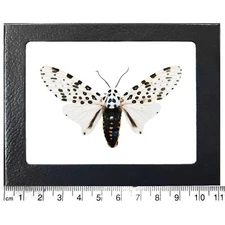 Hypercompe scribonia white black leopard moth USA FRAMED