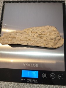 RARE LOUISIANA PETRIFIED FOSSILIZED PALM WOOD SLABBING ROUGH