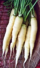 Snow White Carrot Seeds, Beta-Carotene, Colorful, NON-GMO, FREE SHIPPING