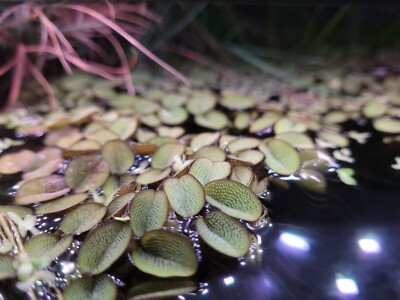 100+ Leaf Buy 2 Get 1 FREE Water Spangles (Salvinia Minima) LIVE Floating Plant