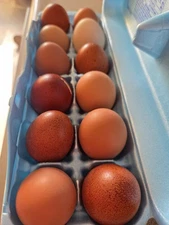 🥚Barnyard Mix - 12 Fertile Chicken Hatching Eggs – Brahma Rooster Mix 🐣🐣🐣