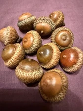 57 SCARLET OAK ACORNS--Gathered Wild in PA—2025--FREE SHIPPING