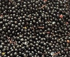 30 Graines de POIVRIER DU SICHUAN  BIO (Zanthoxylum piperitum Rare)